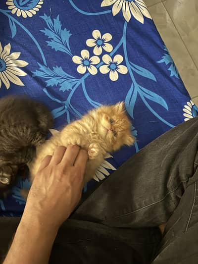 Peke Face | Piki | Persian Kitten | Pikki | Peki | Cat | Kittens