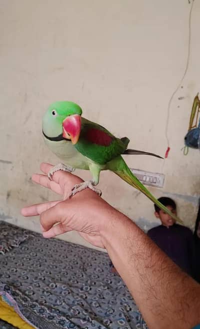 Kashmiri raw parrot for sale