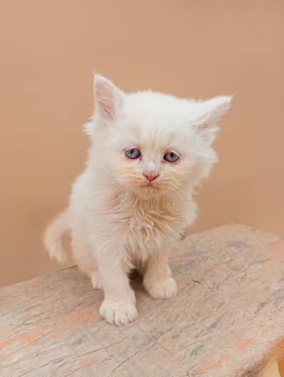 Pure punch face  Persian Cat for Sale – Healthy & Cute