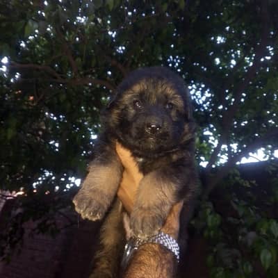 German shepherd Pink Pedigree Long Coat