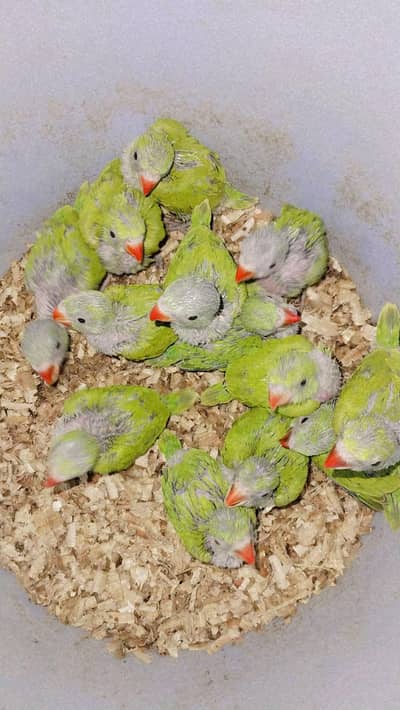 Green ringneck pahari