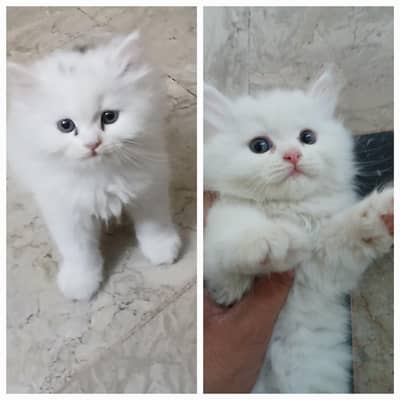 pesian female or male kitten double cotted