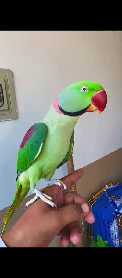 Kashmiri raw parrot for sale