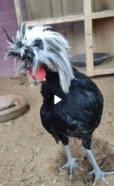 Black Polish 3male or 1female available