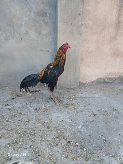 pure thai aseel murgha for sale. wats app no. 03002000396