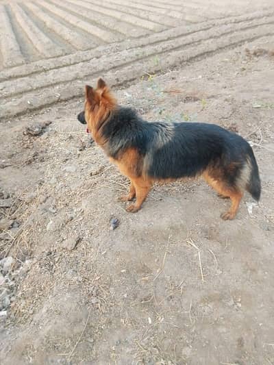 German shepherd female