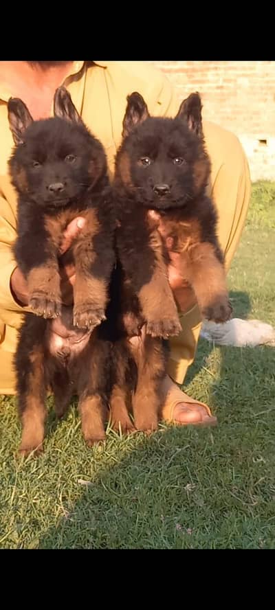 German Shepherd  long caot pair for sale