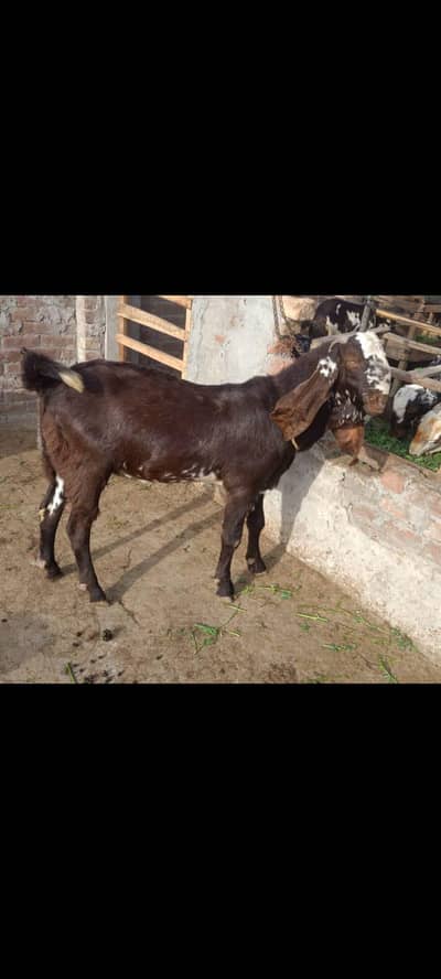 qurbani. wala. bakray