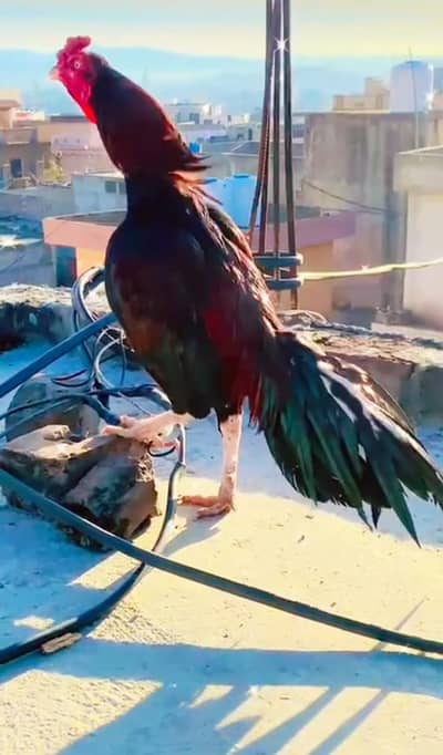 old blood line aseel