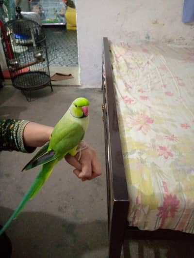 Green ringneck parrot male hand tame