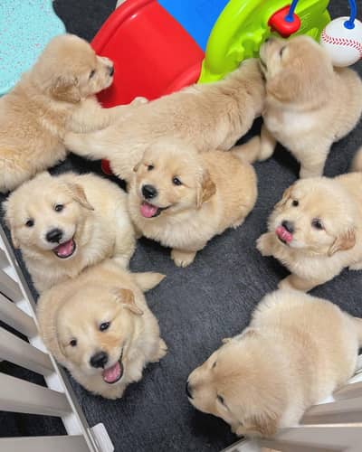 pedigree golden retriever puppies available