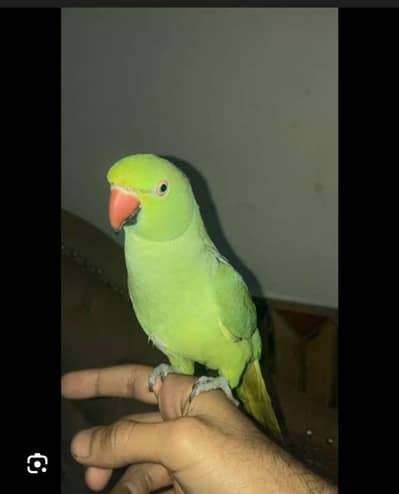 beautiful and freindly handtame parrot whisllinng and speak voices