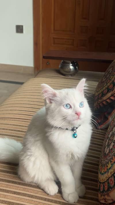 White Persian male cat for mating