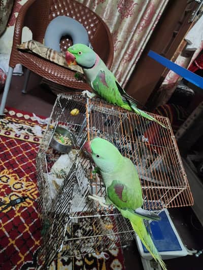 raw breeder pair hand time