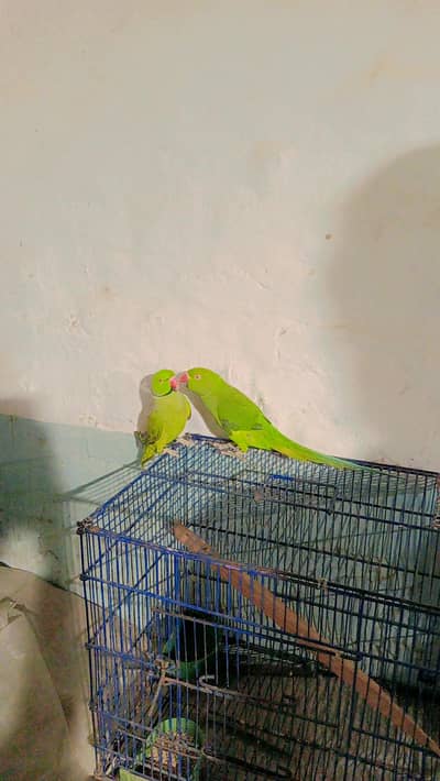 toti bolti ha our tota bazo par bathta ha