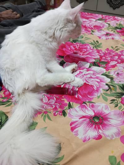 Turkish angora female cat
