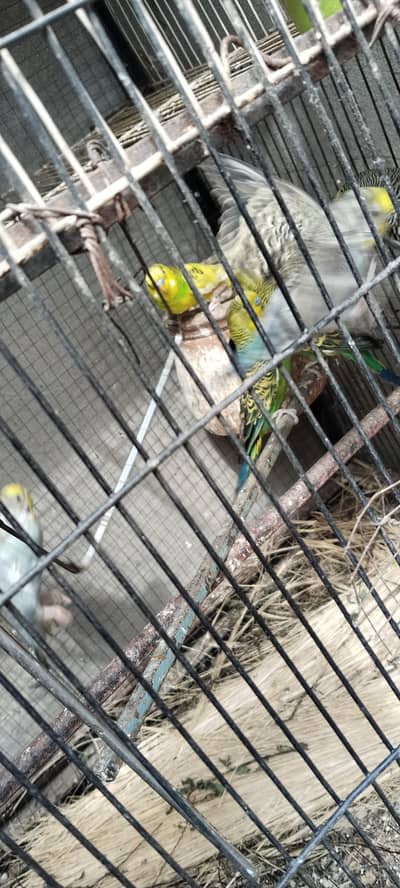 Australian bird for sales