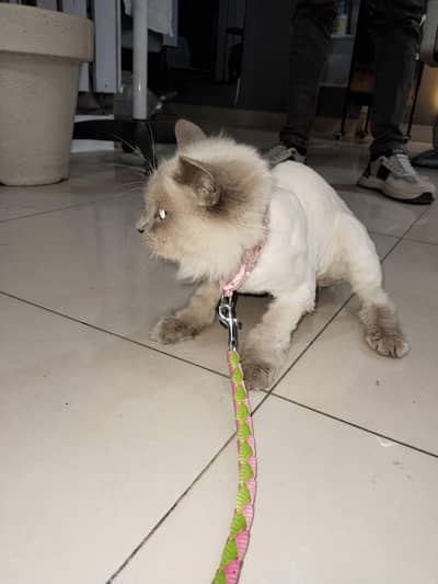 Persian Mix Female Cat