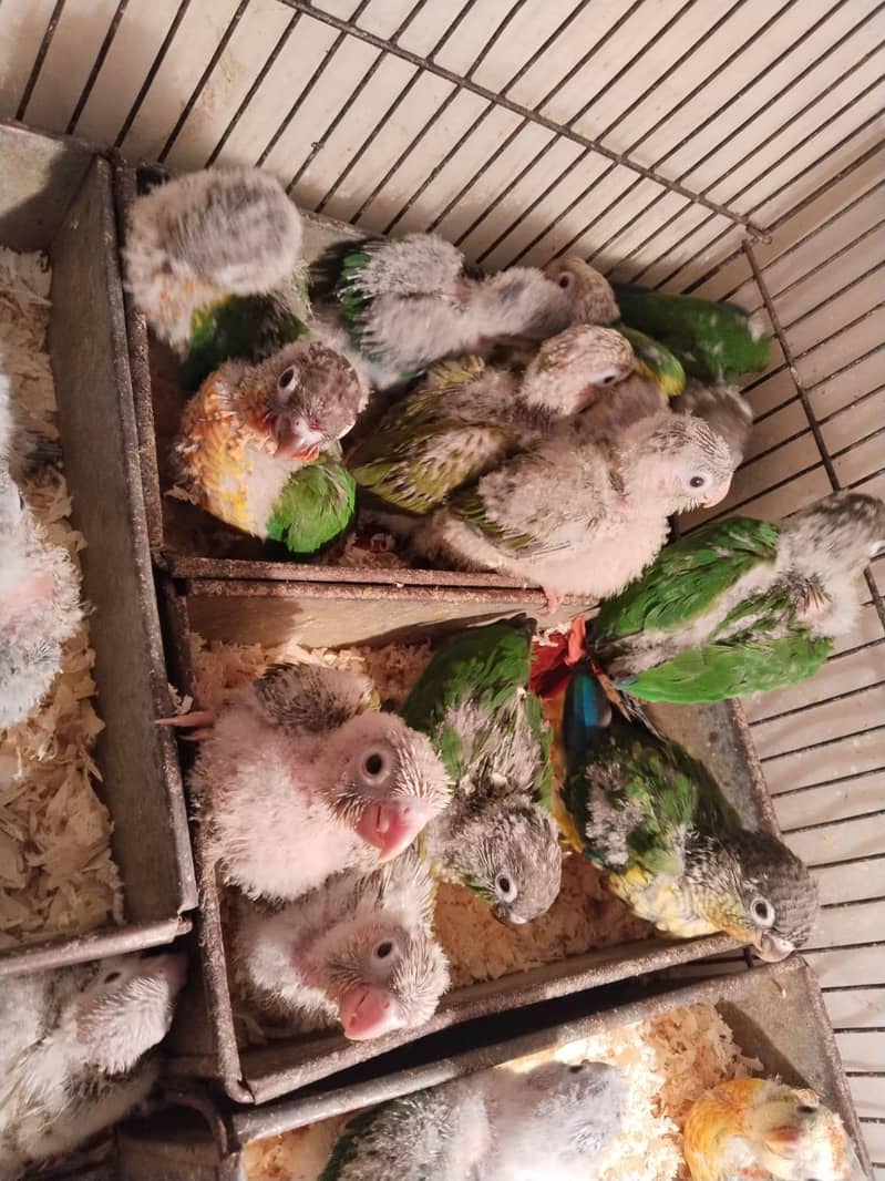 Conure Chicks 0