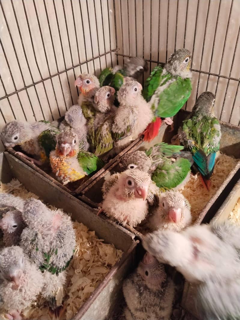 Conure Chicks 1