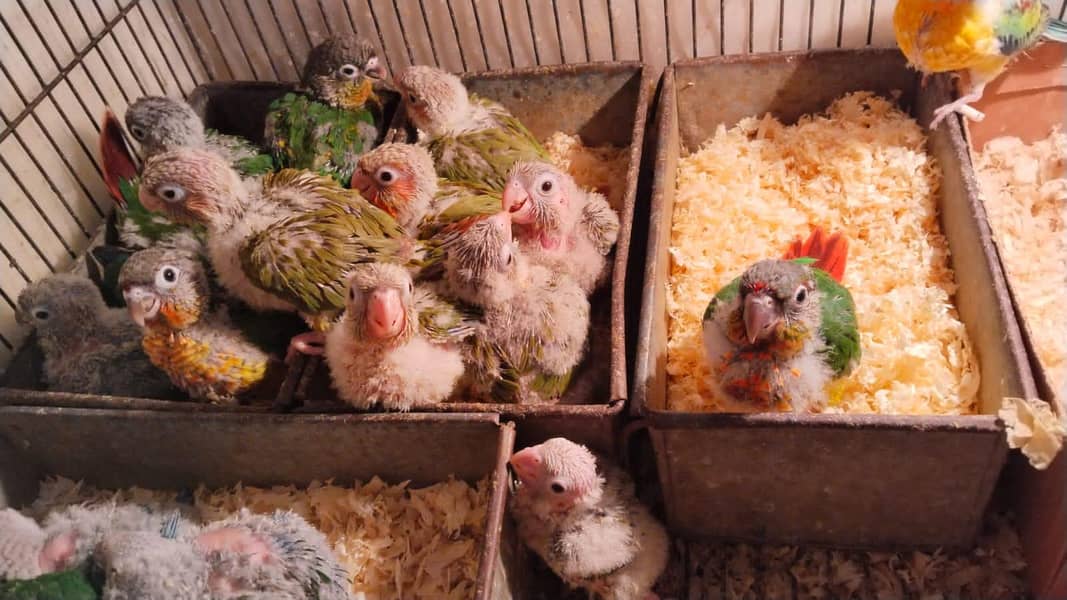 Conure Chicks 2