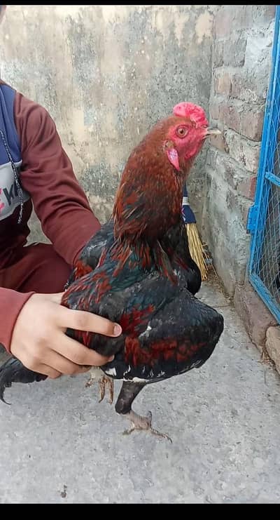 Aseel murga hai full breeder male full active and healthy