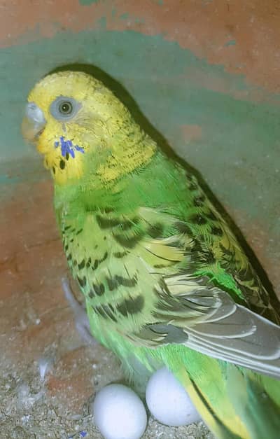 Australian parrots for sale