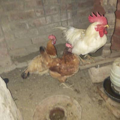 desi golden mishri egg laying healthy and active 3 murghiya hy