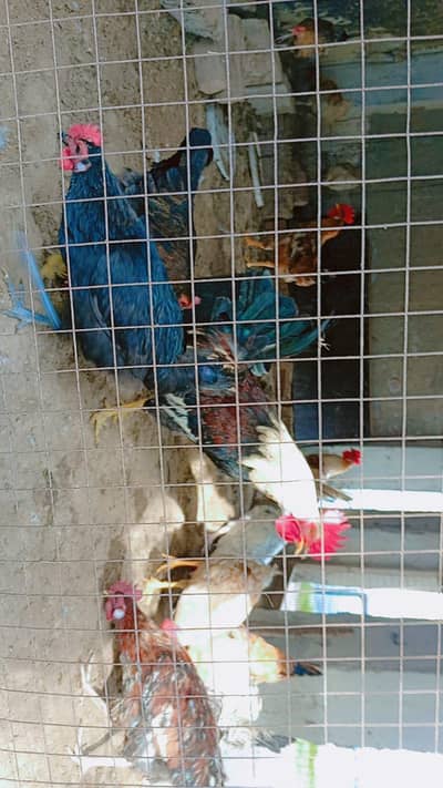 Golden Misri or Daisi Males available