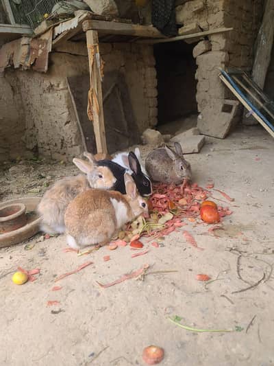Angora baby available