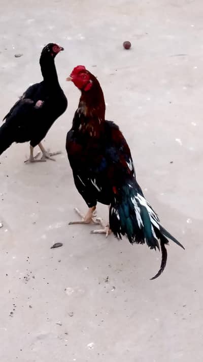 Aseel pair( 03027404545) call