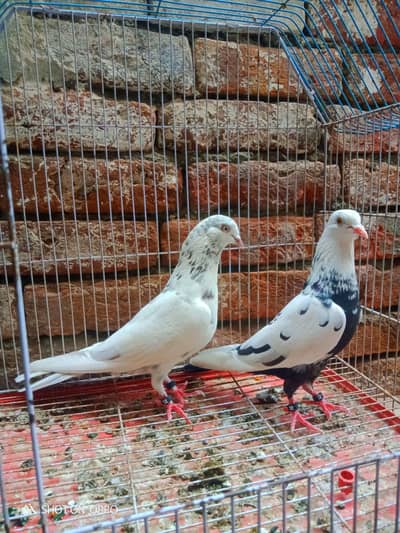 Patti wale kabutar. . .