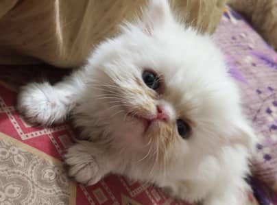 each kitten final price 16000 isse Kam wale rabta na kren please