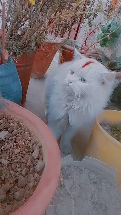 Persian male cat for sale!