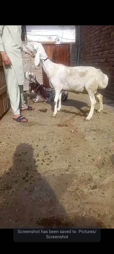 Turkey Dumbi for sale