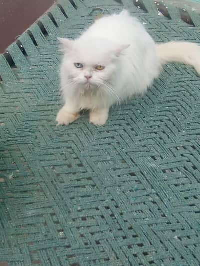 breeder Odd eyes female for sale long hair little train