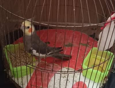 Beauty gray singing brdder cocktail  and pair chicks