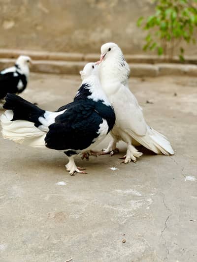 Fantail Pair For Sale