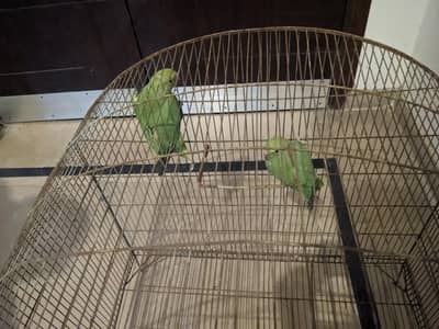 Green Pakistani Parrots Pair