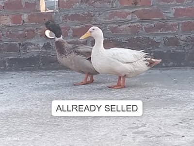 desi duckspair black wala male 2500 and white wala female 2000 for sel