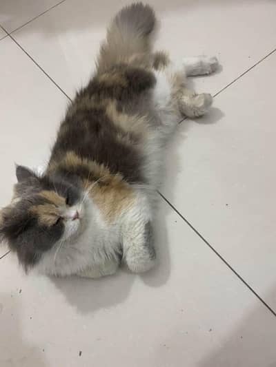 The cat has punch face