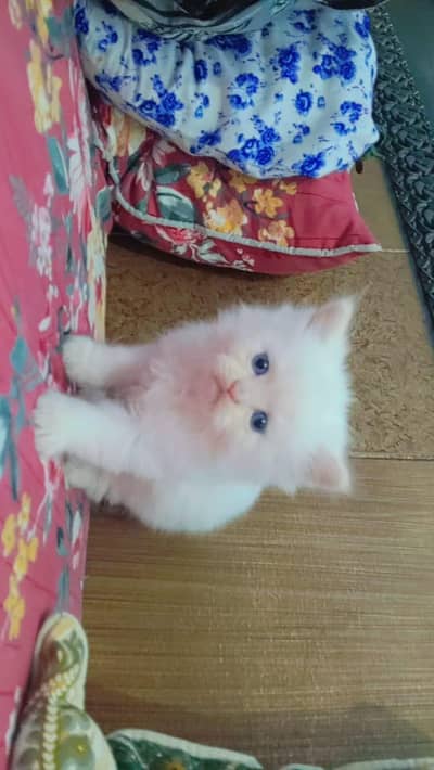 Pure persian kittens