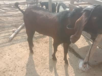 pure betal bredar for sale 03408071867