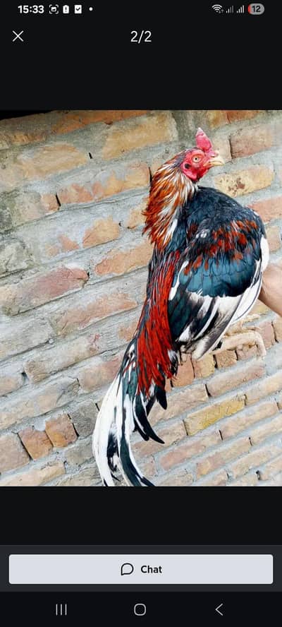 aseel  . amroha cross breed.