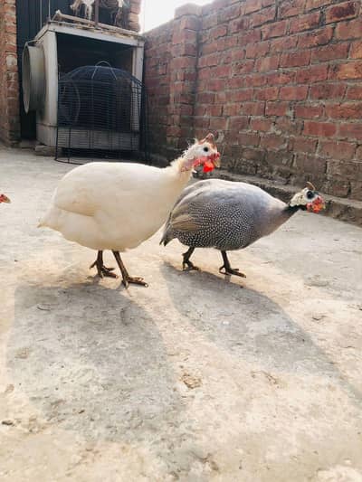 gueina fowl (chakor)   egg