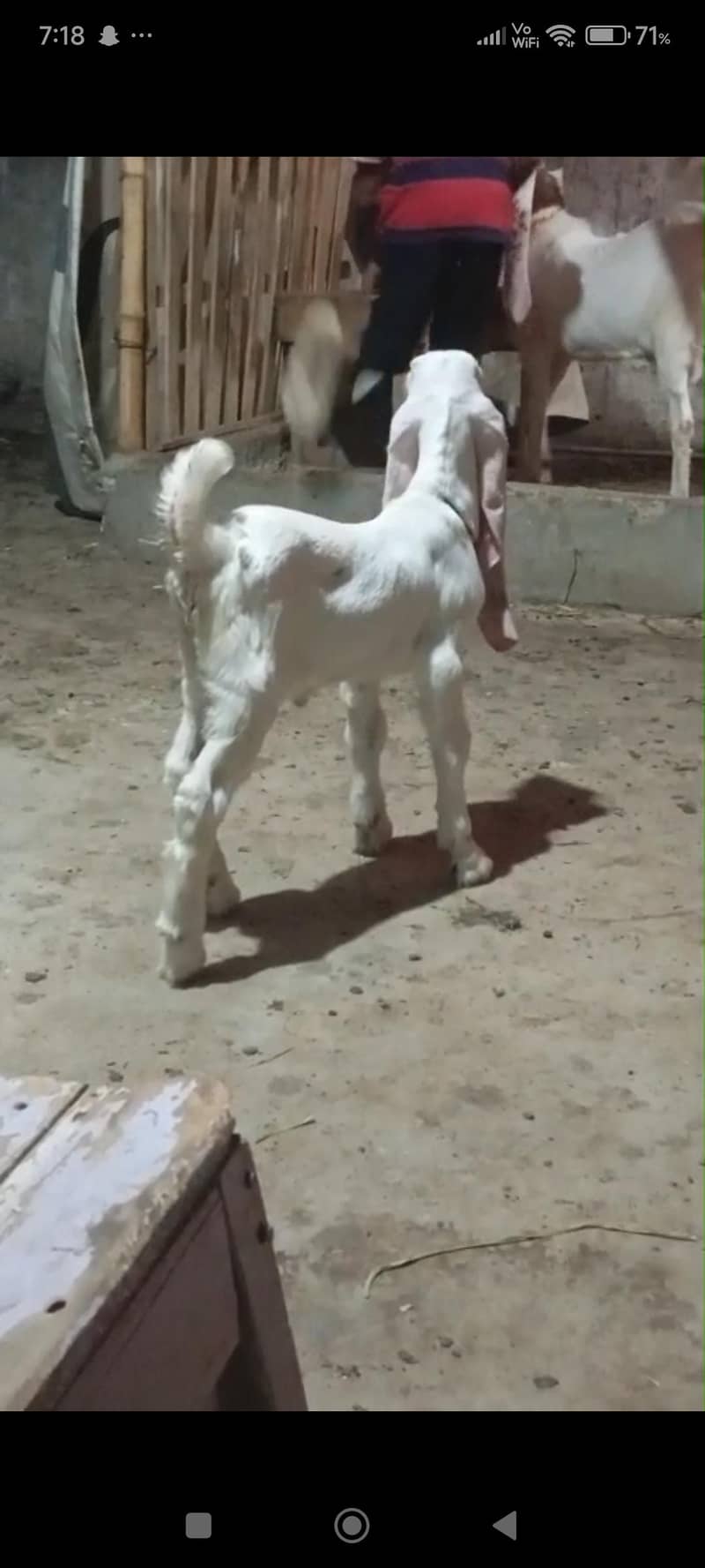 Bakri 2