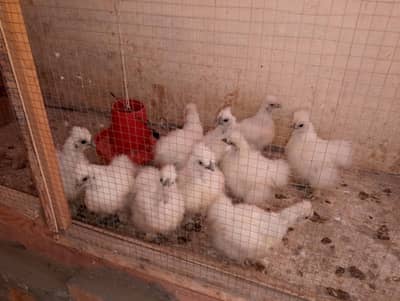 Silki chicks