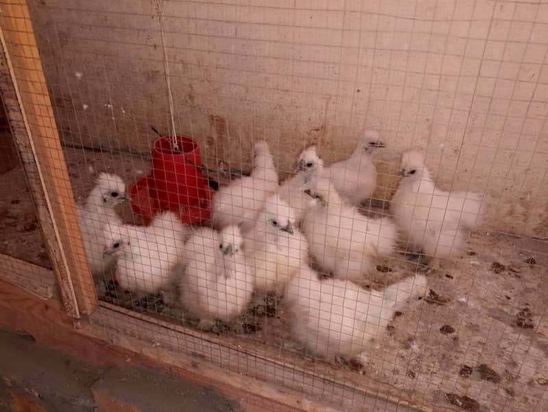Silki chicks 0
