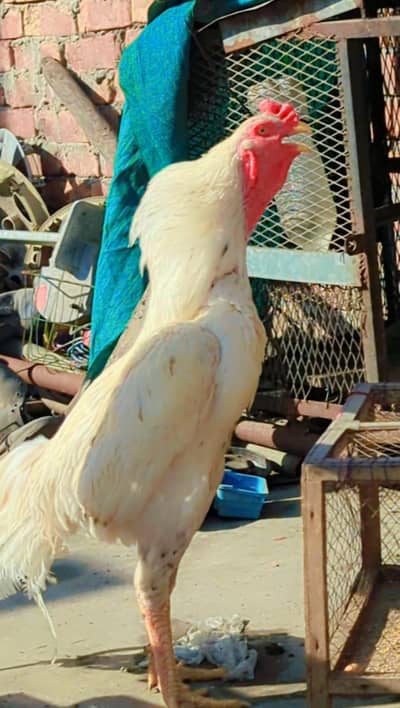 heraa aseel breeder murga for sale