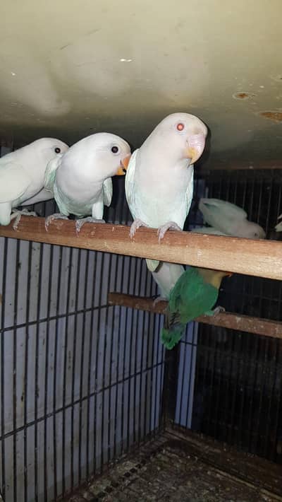 albino red eye or black eye